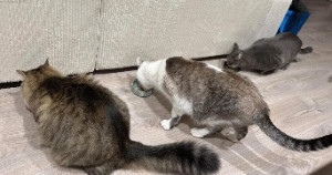 Photo de galerie - Garde de chats (le mien est le petit chat gris à droite) 