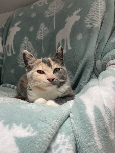Photo de galerie - Garde de Chat 