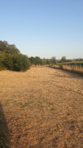 Photo de galerie - Nettoyage d'un terrain 