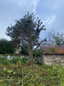 Photo de galerie - Elagage et coupe d'arbres