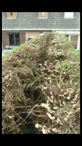 Photo de galerie - Elagage et coupe d'arbres