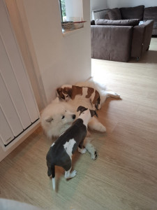 Photo de galerie - Udon avec deux chiots de 2 mois