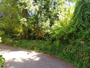 Photo de galerie - Débroussaillage avant 