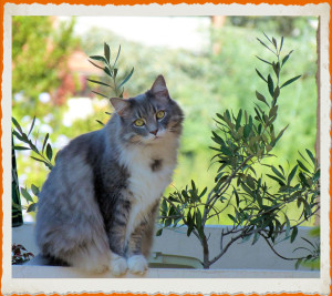Photo de galerie - Notre chat Sulis