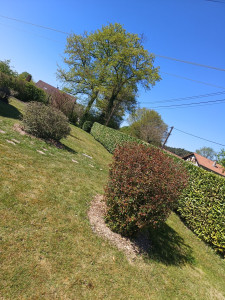 Photo de galerie - Taille de haies et arbustes 