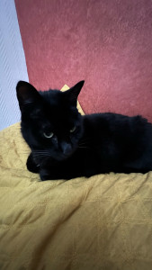 Photo de galerie - Garde de chat à domicile 