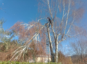 Photo de galerie - élagage d'un boulot 
