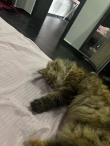 Photo de galerie - À l’aise avec les animaux