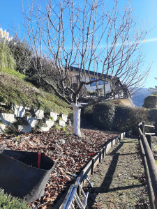 Photo de galerie - Elagage et coupe d'arbres