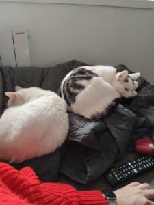 Photo de galerie - Mes 2 chats 