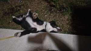 Photo de galerie - Garde chien