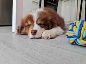 Photo de galerie - Trop a l aise. ce petit  berger. heureux chez moi