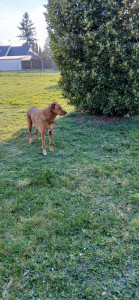 Photo de galerie - Up dans le jardin. 




