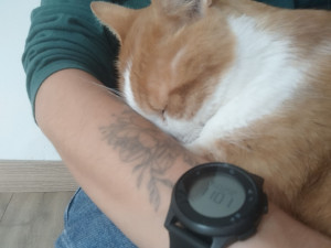 Photo de galerie - Chats