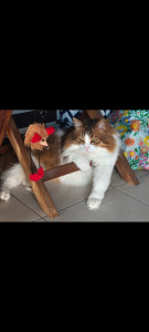 Photo de galerie - Mon chat Nalla?