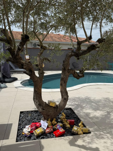 Photo de galerie - Entretien olivier (Pâques)