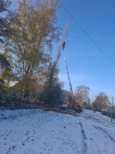 Photo de galerie - Elagage et coupe d'arbres