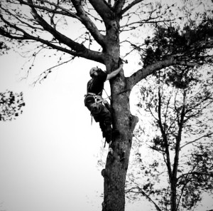 Photo de galerie - Elagage et coupe d'arbres