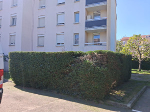 Photo de galerie - Taille haie de cyprès à Meyzieu 