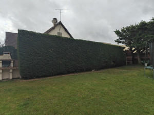 Photo de galerie - Taille d'une longue haie de thuya (après) 