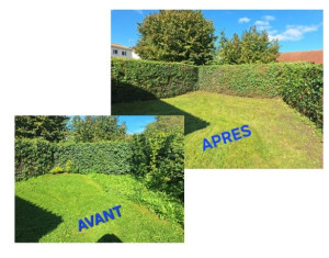 Photo de galerie - Taille de haie et passage de la tondeuse