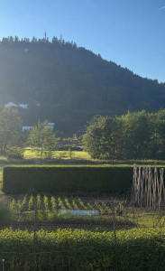 Photo de galerie - Tailles de haies 