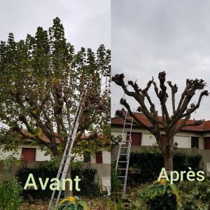 Photo de galerie - Elagage et coupe d'arbres