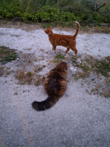 Photo de galerie - Les chats m'aiment aussi