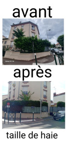 Photo de galerie - Taille de haie de cyprès 