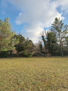 Photo de galerie - Entretien de pelouse et démontage d'un sapin