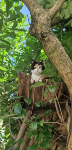 Photo de galerie - Garde d'animaux
