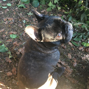 Photo de galerie - Garde animaux