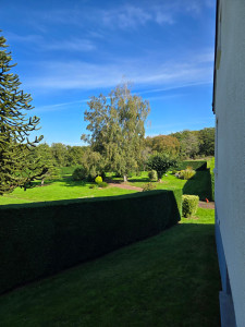 Photo de galerie - Taille de haie