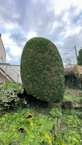 Photo de galerie - Taille d’un tuyas en boule 
