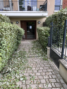 Photo de galerie - Taille de haie 