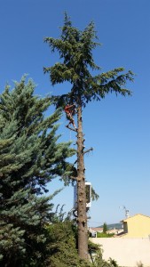 Photo de galerie - Elagage et coupe d'arbres
