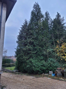 Photo de galerie - Elagage et coupe d'arbres