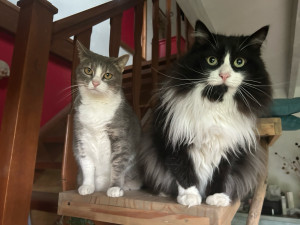 Photo de galerie - 2 chats sous bonne surveillance !