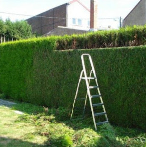 Photo de galerie - Taillage de haie 