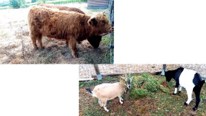 Photo de galerie - 2- J'ai travaillé dans une ferme où je m'occupais des chèvres et des 2 vaches: nourrissage, nettoyage du lieu de vie pour les chèvres, soins divers etc...