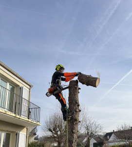 Photo de galerie - Abattage d'un sapin dangereux a 2m d'une maison 