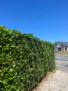 Photo de galerie - Taille de haie 