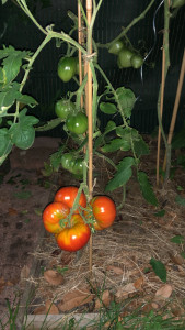 Photo de galerie - Tomates coeur de boeuf