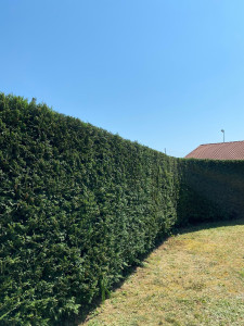 Photo de galerie - Taille de haie (cyprès)