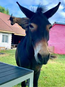 Photo de galerie - Garde animaux