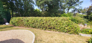 Photo de galerie - Rabattage d'une haie

