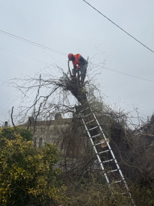 Photo de galerie - Abattage saule pleureur 