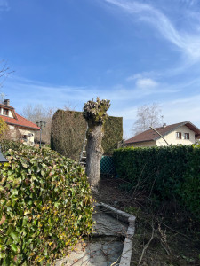 Photo de galerie - élagage 