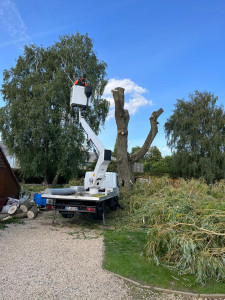 Photo de galerie - Elagage et coupe d'arbres