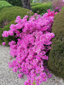 Photo de galerie - Mes azalées japonais 
